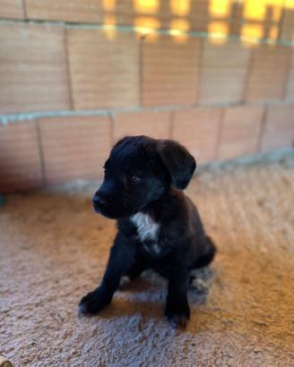 Cane corso cucciolo