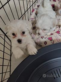 cuccioli di maltese 