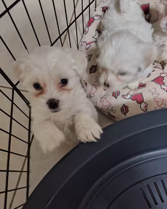 cuccioli di maltese 