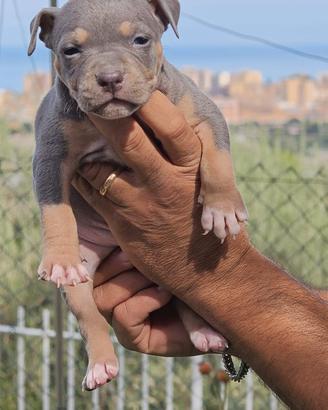 pitbull 