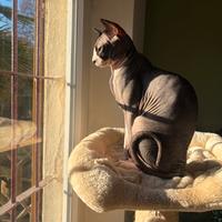 Canadian Sphynx per accoppiamento