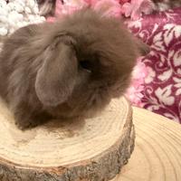 Conigli nani mini lop fuzzy lop