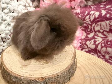 Conigli nani mini lop fuzzy lop