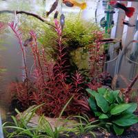 Acquario completo 30 litri