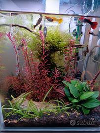 Acquario completo 30 litri