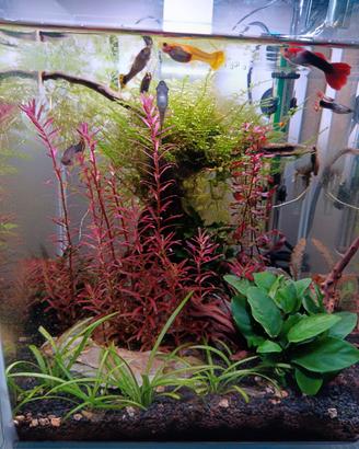 Acquario completo 30 litri