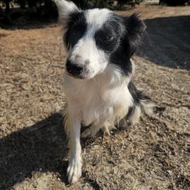Amelie, border collie