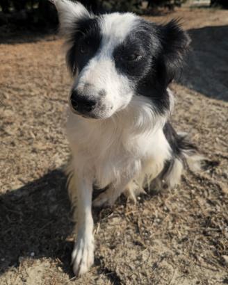 Amelie, border collie