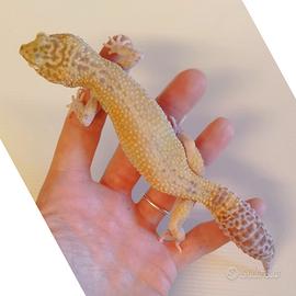 Geco leopardino