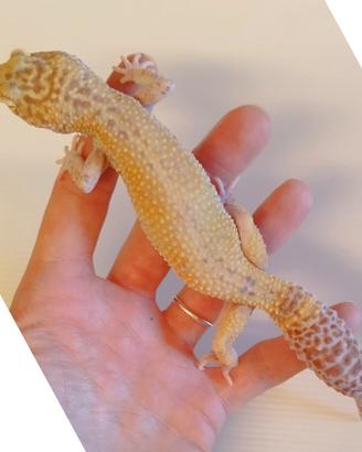 Geco leopardino