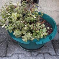 Vasi con sottovasi, terra e pianta diametro 40cm