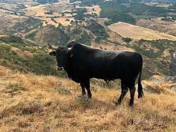 Toro Podolico