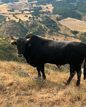 Toro Podolico