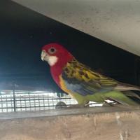 Coppia Roselle comuni