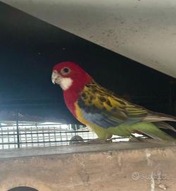 Coppia Roselle comuni