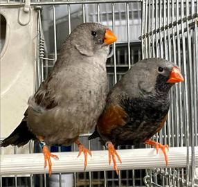 Diamante mandarino charcoal