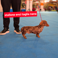 Bassotto Stallone arlecchino con pedigree
