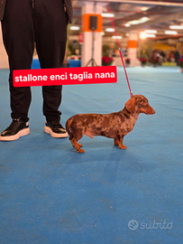 Bassotto Stallone arlecchino con pedigree