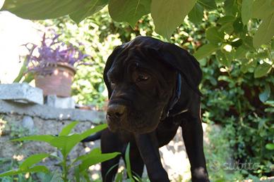 Cucciola cane corso