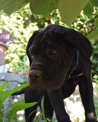 Cucciola cane corso