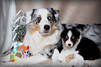 Cuccioli pastore australiano