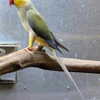 Pappagalli che parlano