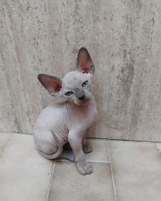 Cuccioli di Sphynx