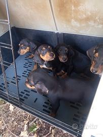 Cuccioli di segugio maremmano nero focato