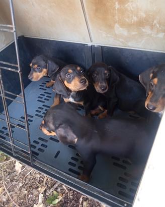 Cuccioli di segugio maremmano nero focato