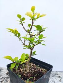 Prebonsaï Ligustrum aureum  Ligustro giallo 3 anni