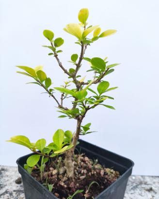 Prebonsaï Ligustrum aureum  Ligustro giallo 3 anni