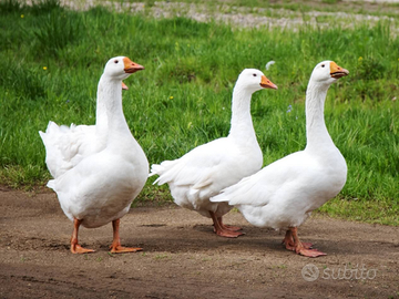 Trasporto di due oche da Trapani a Messina