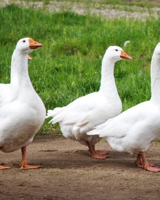 Trasporto di due oche da Trapani a Messina