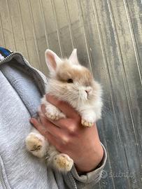 Conigli nani testa di leone - cuccioli