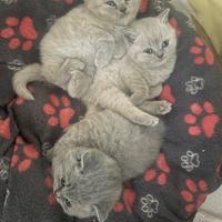 Gatti british shortair