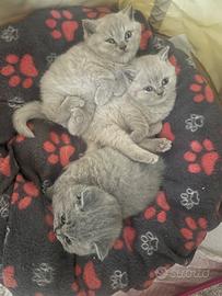Gatti british shortair