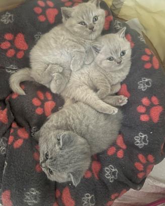 Gatti british shortair