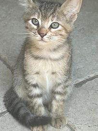 Gattina in dono