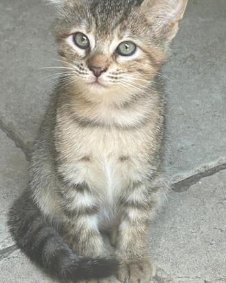 Gattina in dono