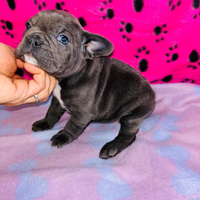 Cuccioli di bulldog francese blue