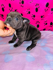 Cuccioli di bulldog francese blue
