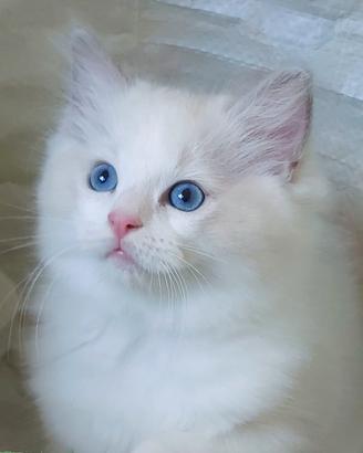 Cuccioli ragdoll