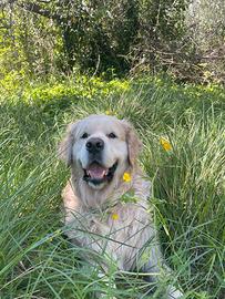 Golden Retriver Maschio