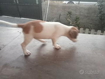 Cane Jack Russel 