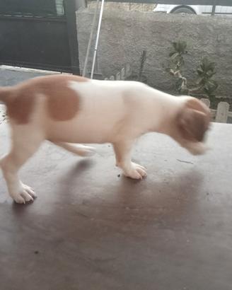 Cane Jack Russel 