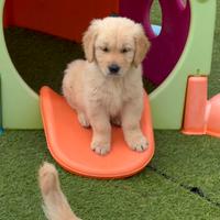 Cuccioli di golden retriever