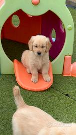 Cuccioli di golden retriever