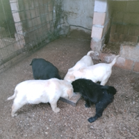 Cuccioli di Labrador