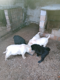 Cuccioli di Labrador