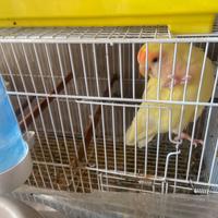 Disponibile maschio cremino